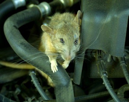 How to keep mice deals out of your car